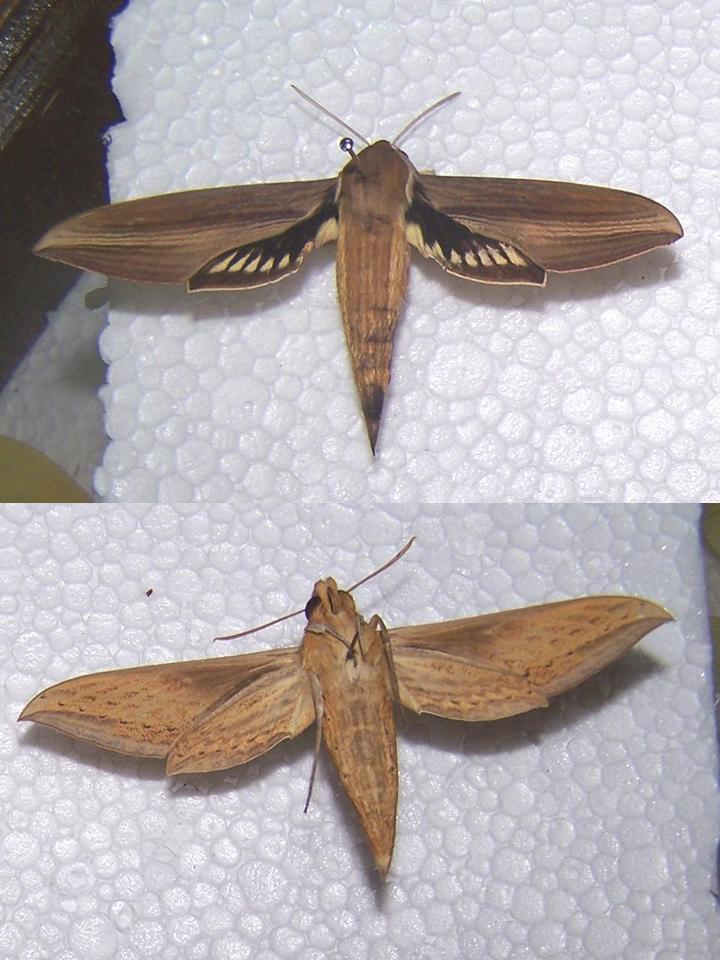 FIGURE 4e FIGURE 4e